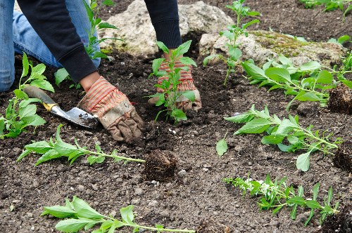 Planning a flower bed design in Lee with layered plants