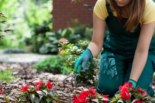 Professional garden maintenance in Lee including hedge trimming