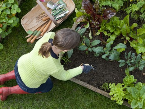 Professional garden clearance removing waste and brambles
